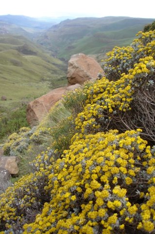 Helichrysum trilineatum colony